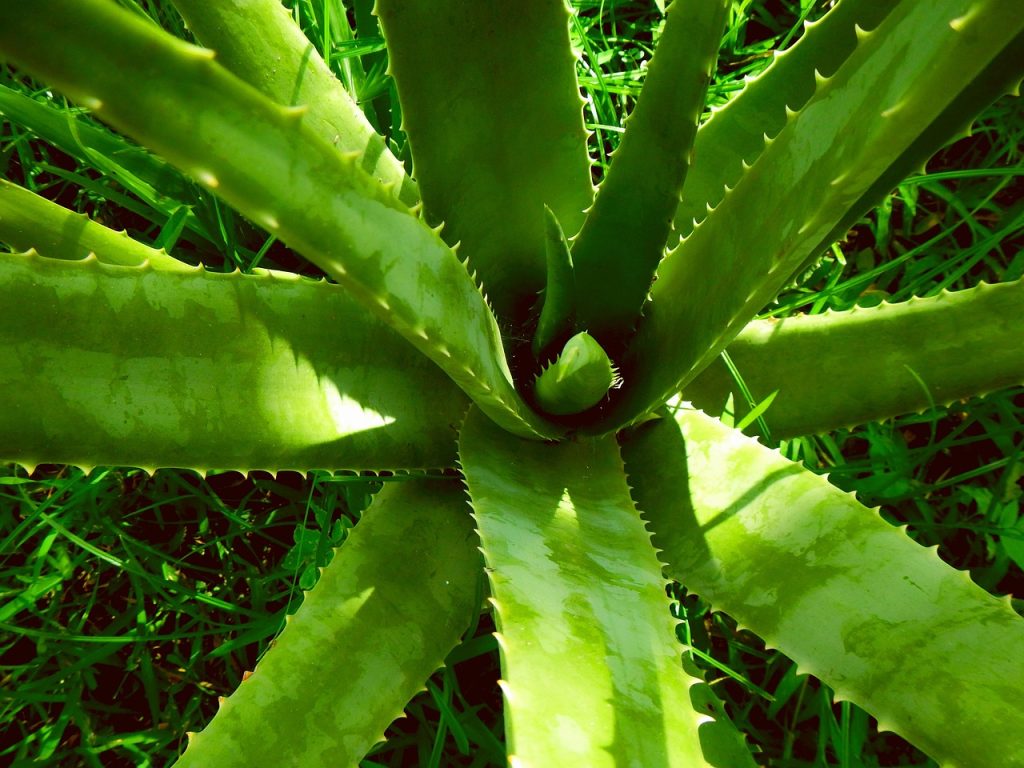 Aloe vera, aloe, nature — Air Climber Critiques - How Did I Get rid of 34 Kilos in 7 Weeks With the Air Climber?
