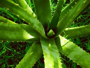 Aloe vera, aloe, nature — Air Climber Critiques - How Did I Get rid of 34 Kilos in 7 Weeks With the Air Climber?