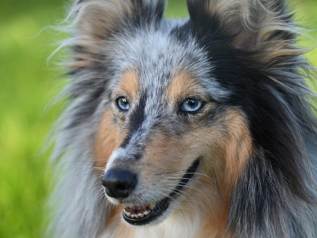 Shetland sheepdog, dog, animal — Building a Digestive-Friendly Diet for Dogs