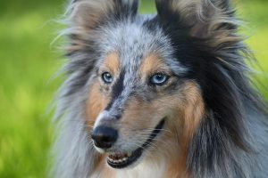 Shetland sheepdog, dog, animal — Building a Digestive-Friendly Diet for Dogs