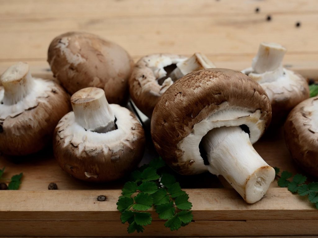 Mushrooms, edible mushrooms, vegetarian — Mini Stepper Routines - Cut back Fats With a Mini Stepper