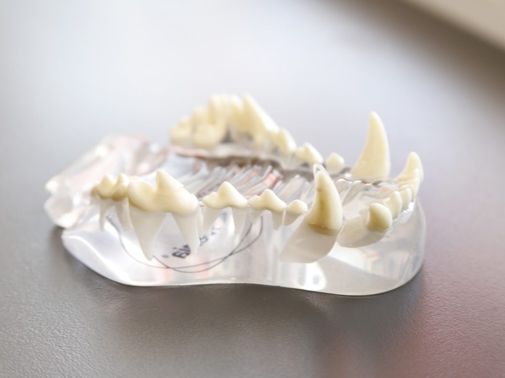 Tooth model, grazing, pet — The Prevalent Capabilities of a Fashionable-day Health heart