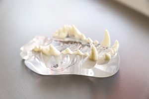 Tooth model, grazing, pet — The Prevalent Capabilities of a Fashionable-day Health heart