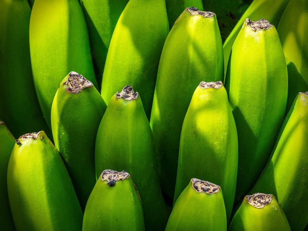 Banana tree, fruit, nourishment — Thigh Glider Assessments - The Thighs Have It!