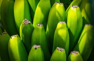 Banana tree, fruit, nourishment — Thigh Glider Assessments - The Thighs Have It!