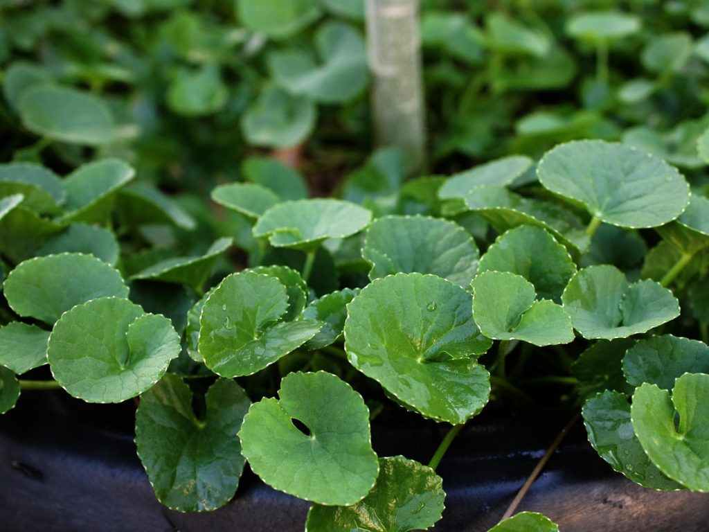 Centella, herb, plant — Tunturi Exercise Bike Opinions