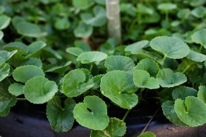 Centella, herb, plant — Tunturi Exercise Bike Opinions