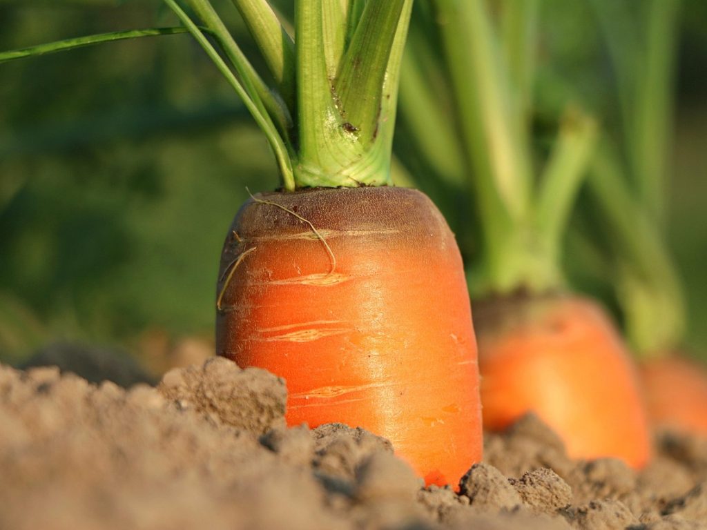 Carrot, growth, vegetables — Wherever to Buy a Sportek EE220 Elliptical Coach