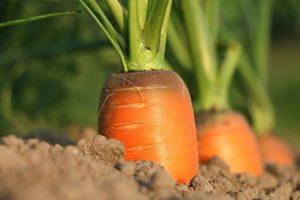 Carrot, growth, vegetables — Wherever to Buy a Sportek EE220 Elliptical Coach